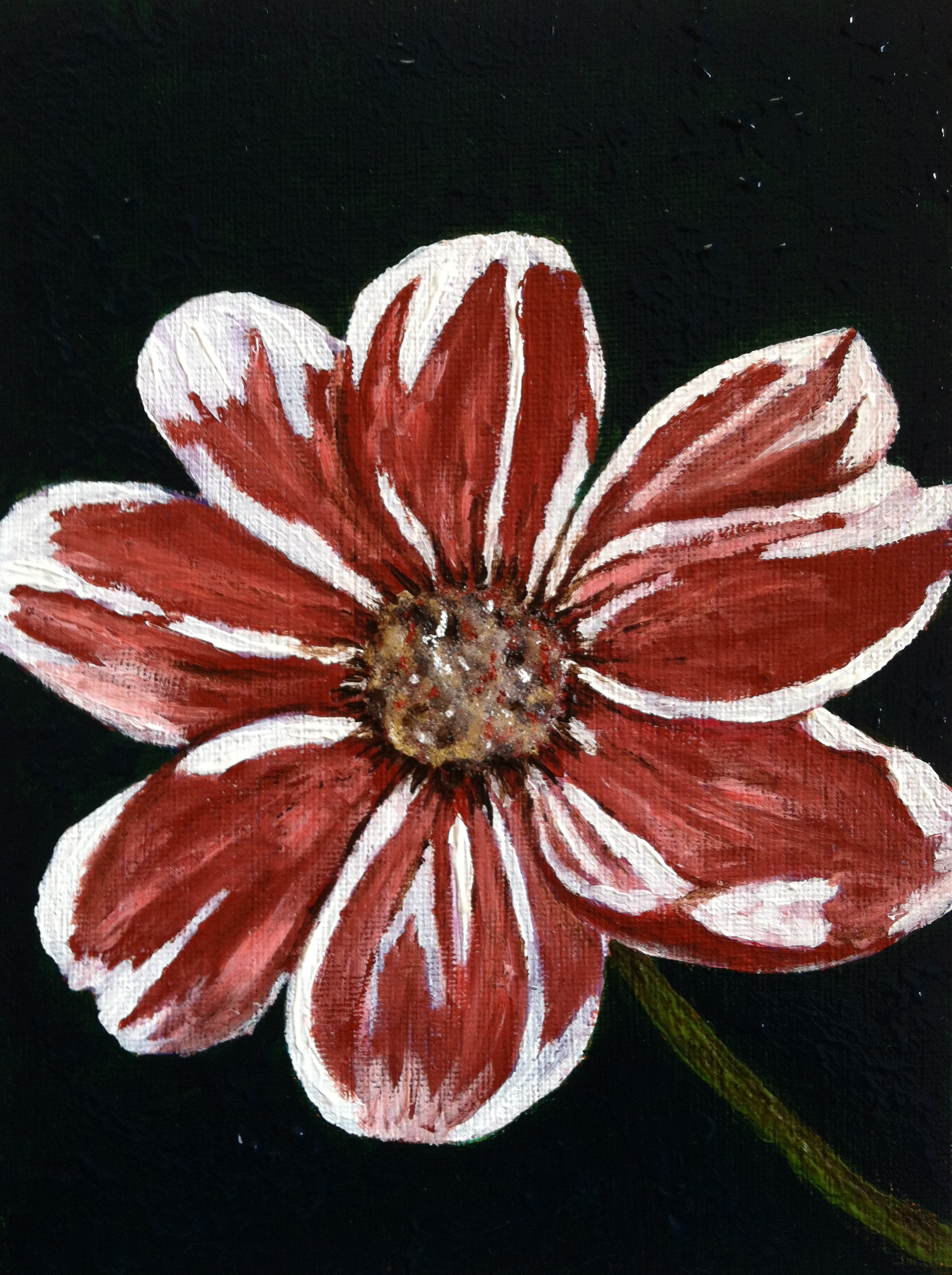 Daisy - Greeting Card