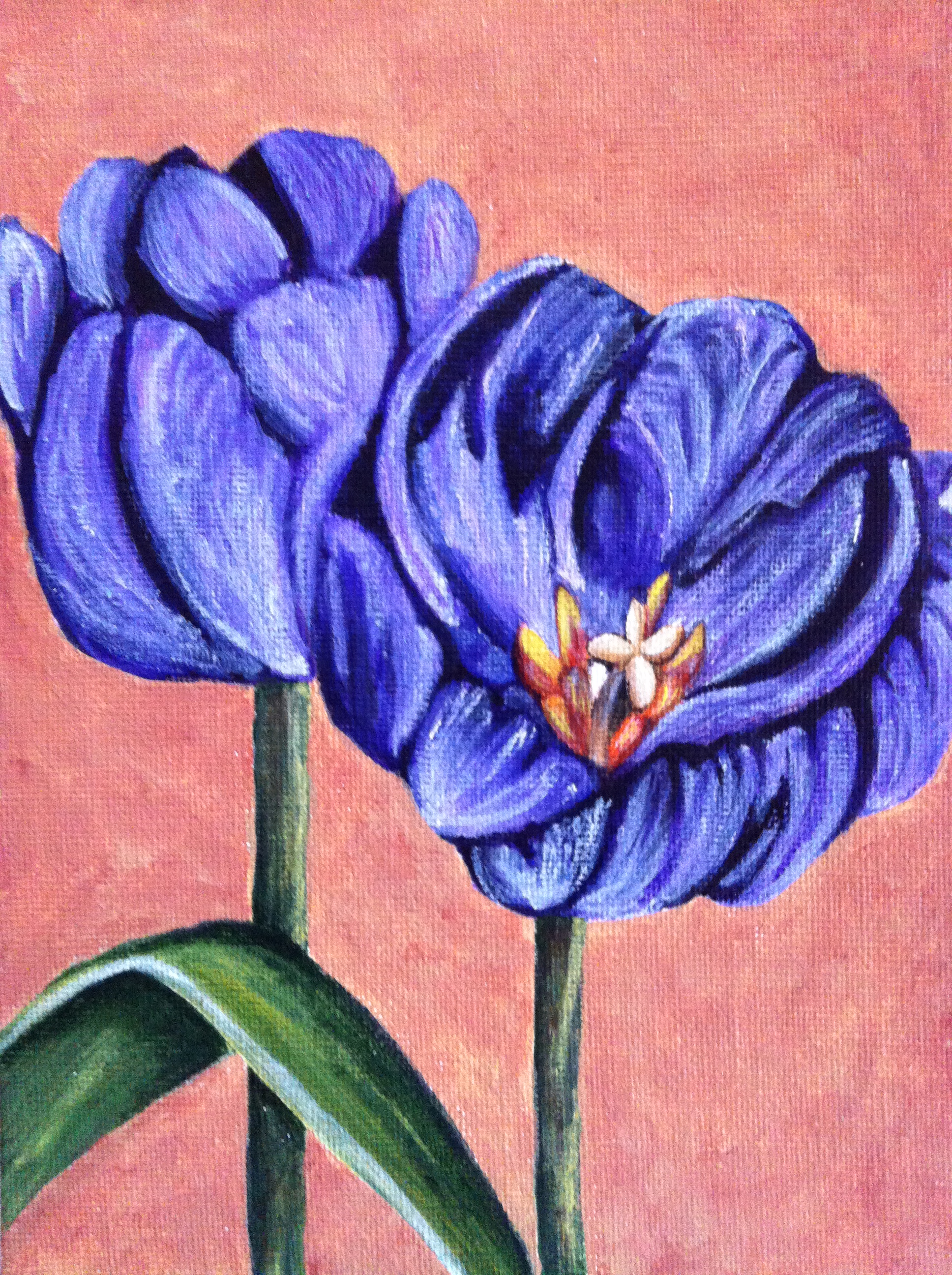Tulips - Greeting Card